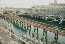 Hundreds of wooden pilings and fender racks in the water